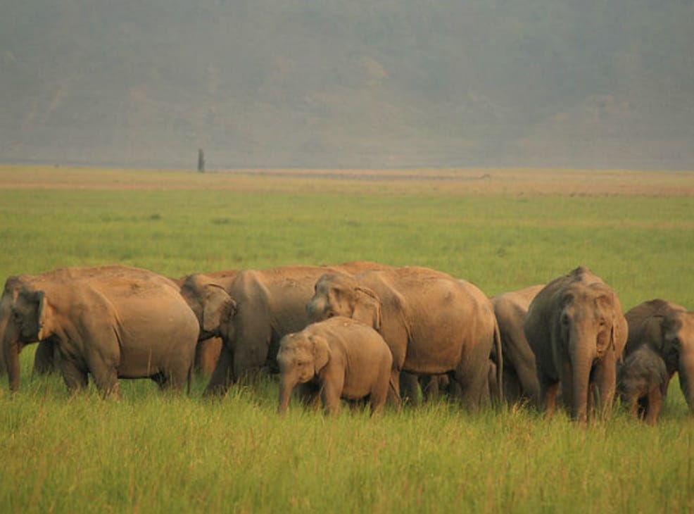 world elephant day 2021: clan of elephants is increasing continuously in Rajaji Tiger Reserve