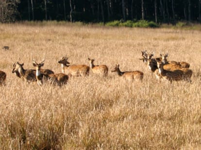Rajaji National Park entry will not easy