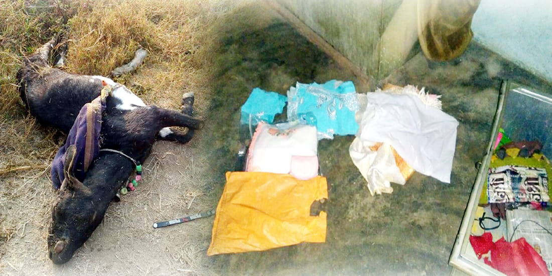 Ruthlessly killed goats millions of jewels have passed