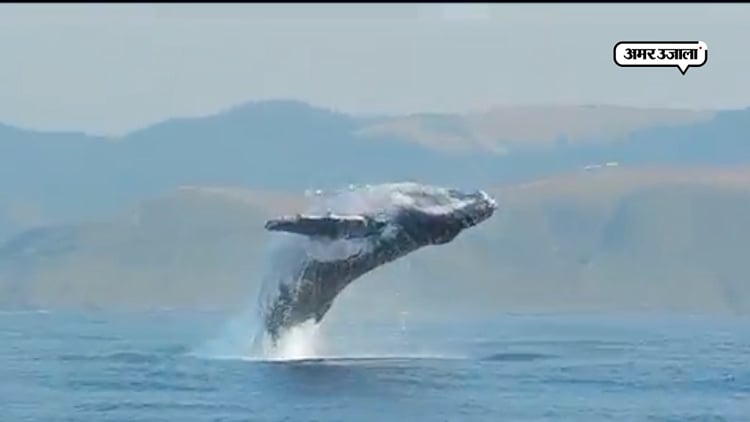 40 Ton Video Goes Viral During Filmed Jumping Out Of The Water - Amar ...