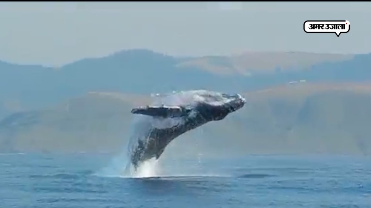 worlds first whale who can say hello and bye 