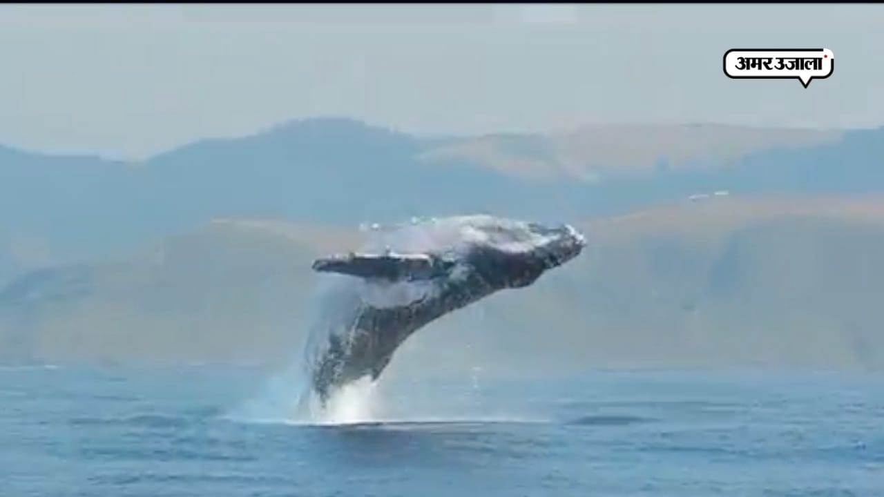 Whale