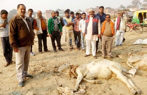 बरेली के पशु अस्पताल भेजी गईं बीमार गायें