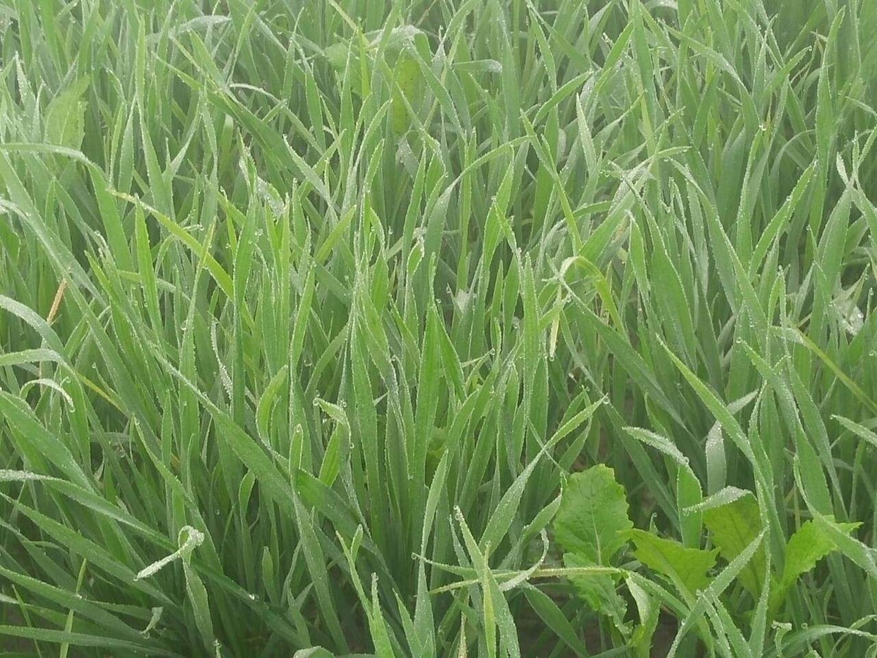 fog is blessing for the wheat crops