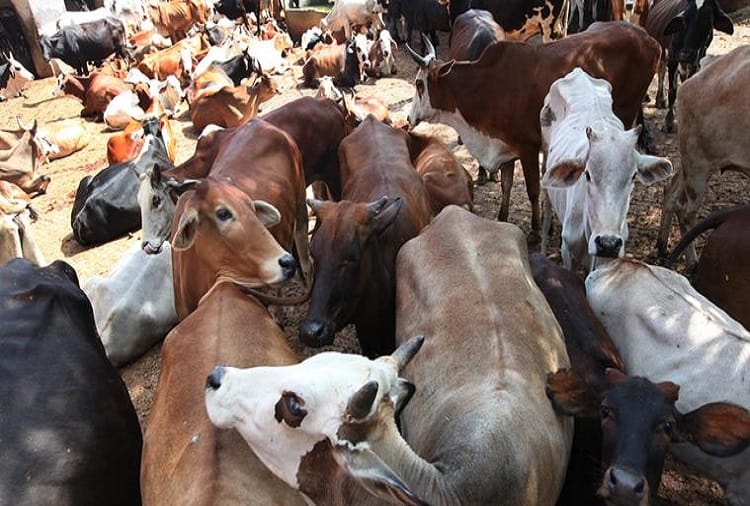 rajasthan alwar cow smuggler used Courier vehicles