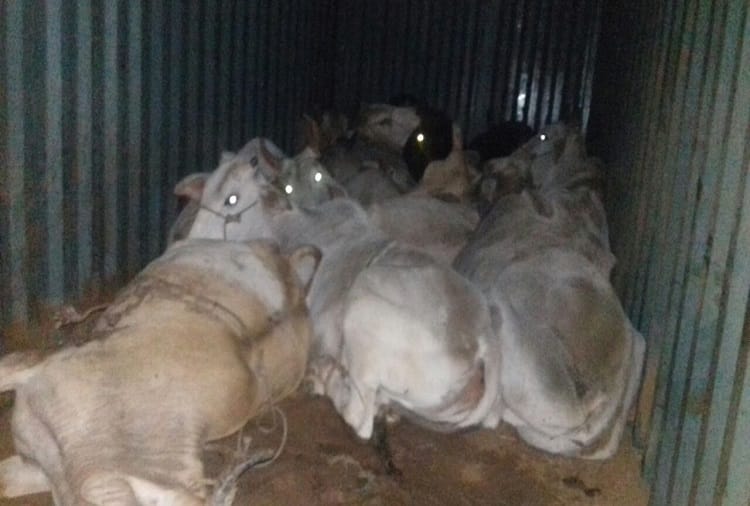 rajasthan alwar cow smuggler used Courier vehicles