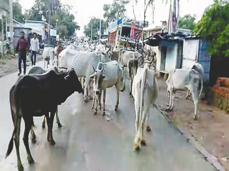 Siddhal village will be built in 10 hectares of cattle grazing area
