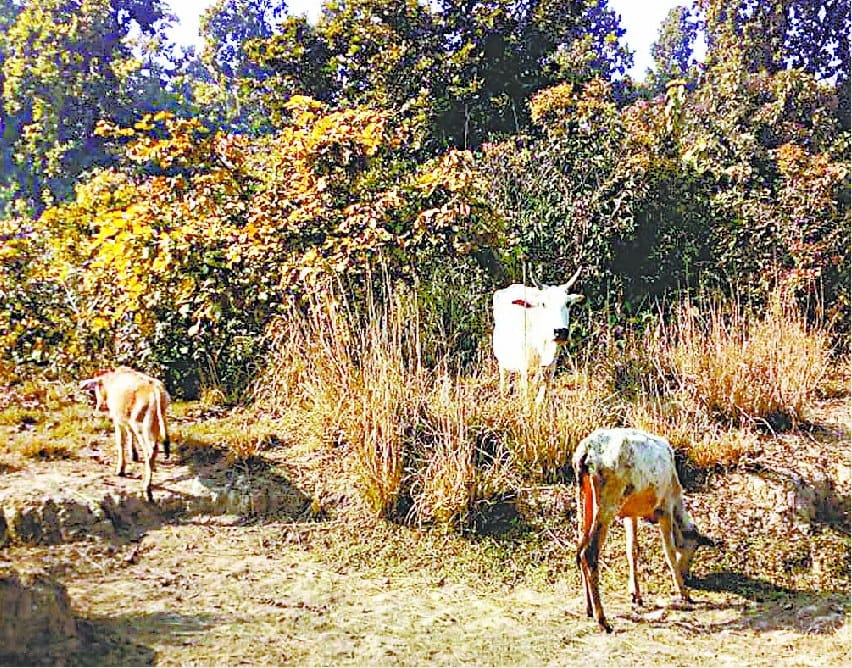 अमर उजाला इंपैक्ट- गोसेवा आश्रम ट्रस्ट पर पुलिस, प्रशासन का छापा
