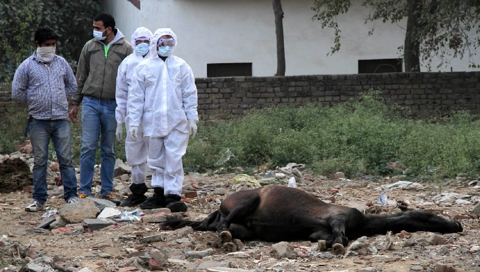 horses infected with glanders virus are injected with poison in delhi to avoid spreading in humans