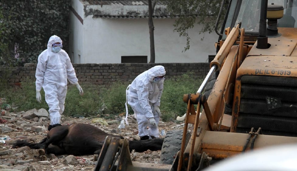 horses infected with glanders virus are injected with poison in delhi to avoid spreading in humans
