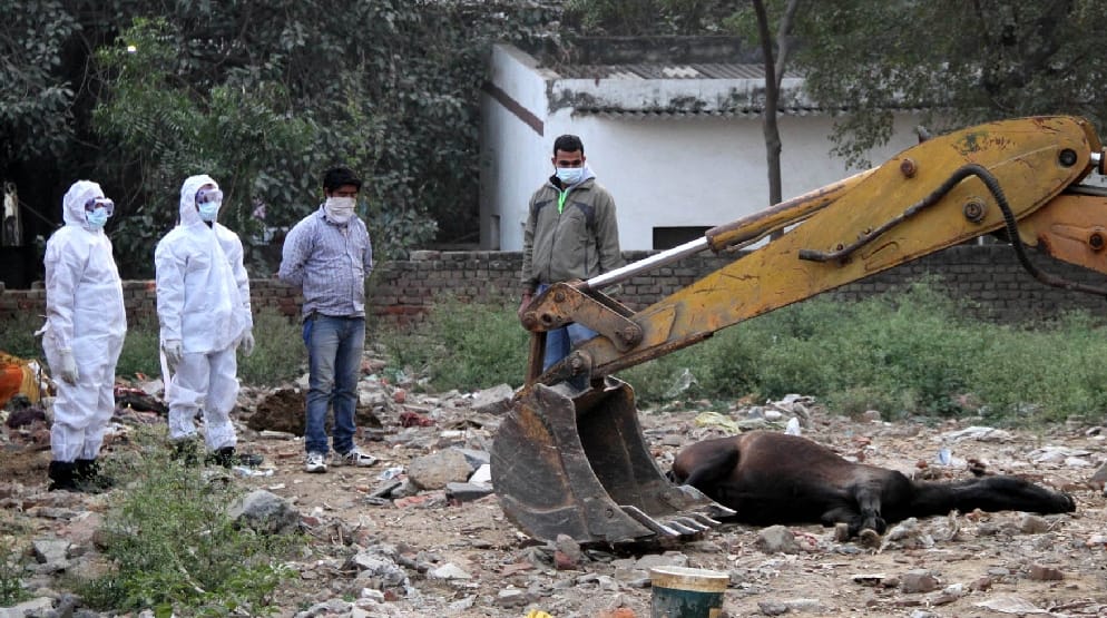high alert on use of horses in delhi as they are find positive of glanders virus
