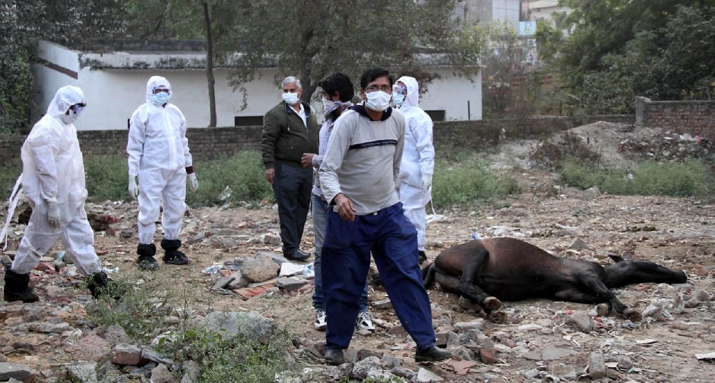 horses infected with glanders virus are injected with poison in delhi to avoid spreading in humans