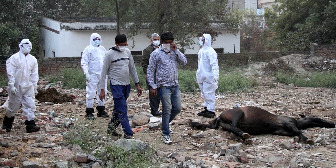 high alert on use of horses in delhi as they are find positive of glanders virus