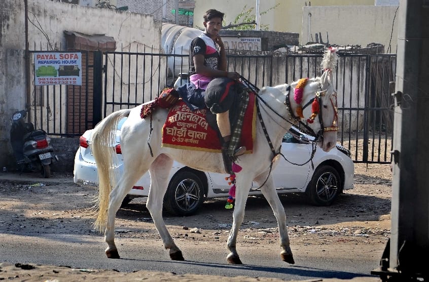 high alert on use of horses in delhi as they are find positive of glanders virus