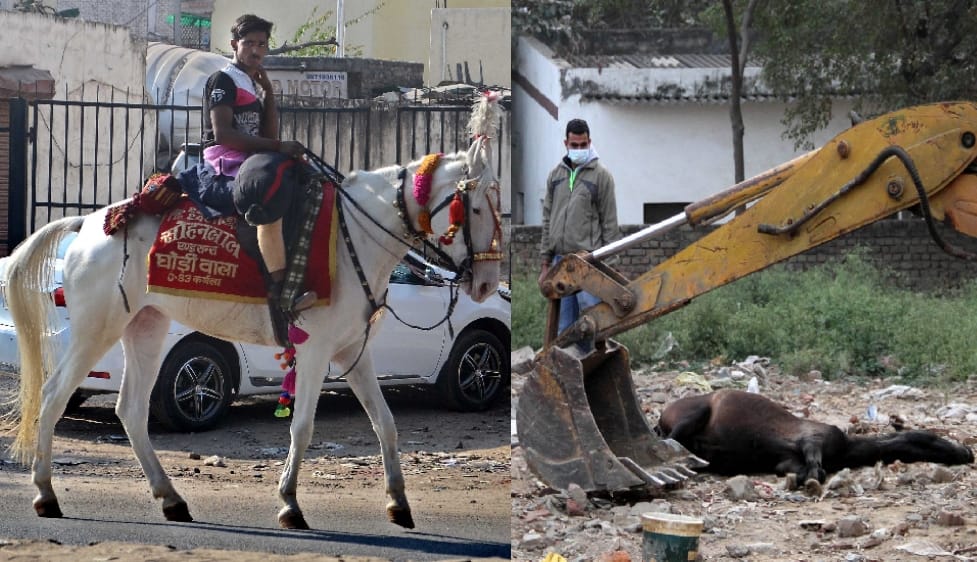 high alert on use of horses in delhi as they are find positive of glanders virus