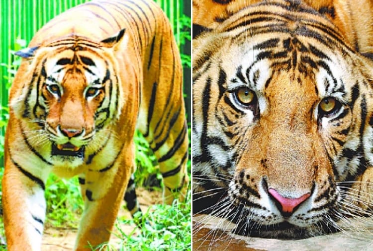 three new tigers will come in lucknow zoo from new year