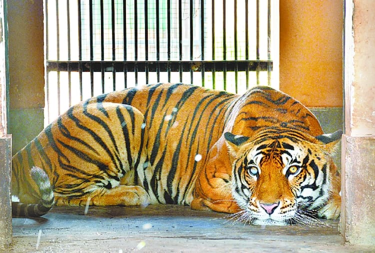 three new tigers will come in lucknow zoo from new year