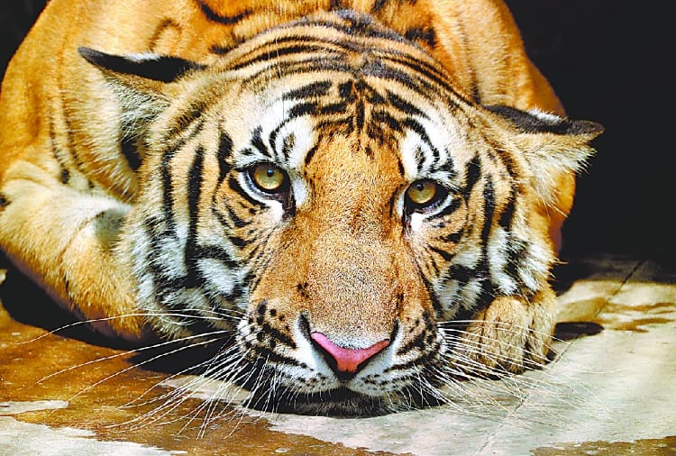 three new tigers will come in lucknow zoo from new year
