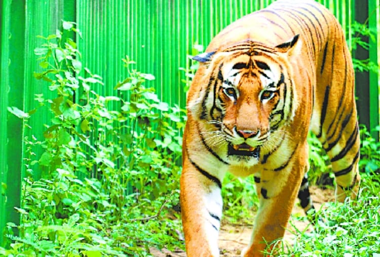 three new tigers will come in lucknow zoo from new year