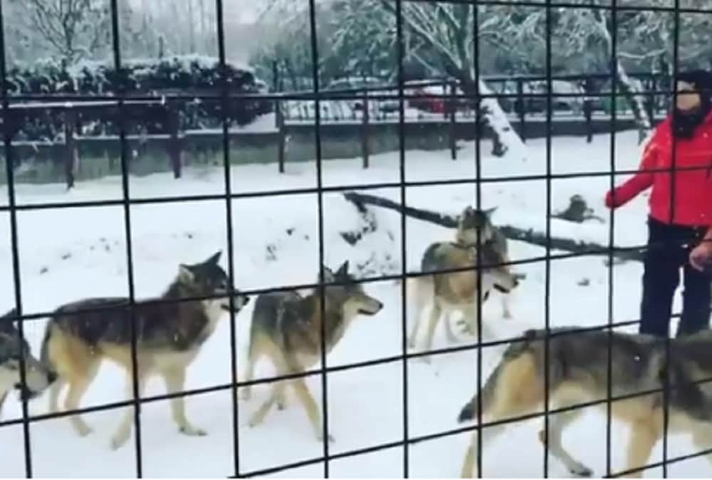 salman khan Making of Tiger zinda hai and Wolves scene 