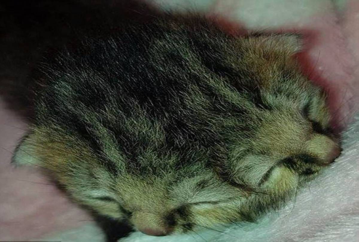 Two face cat photos being viral on social media in Australia