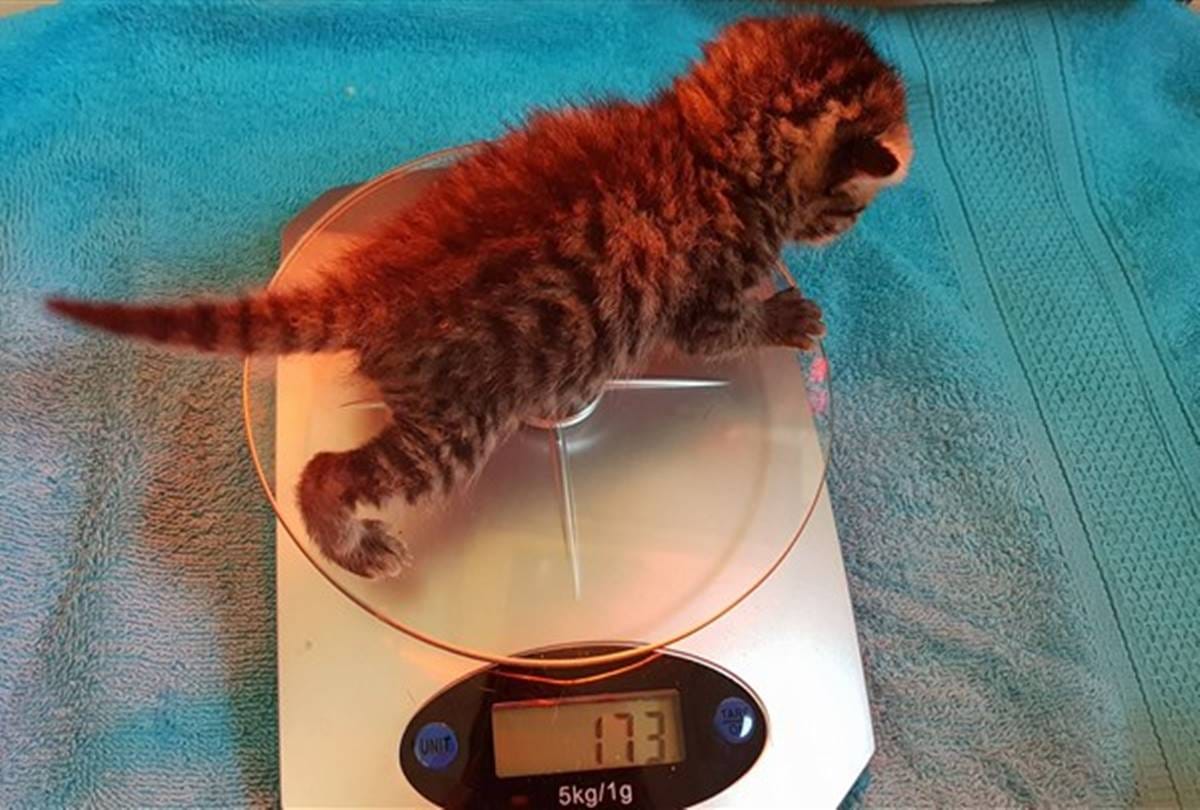 Two face cat photos being viral on social media in Australia