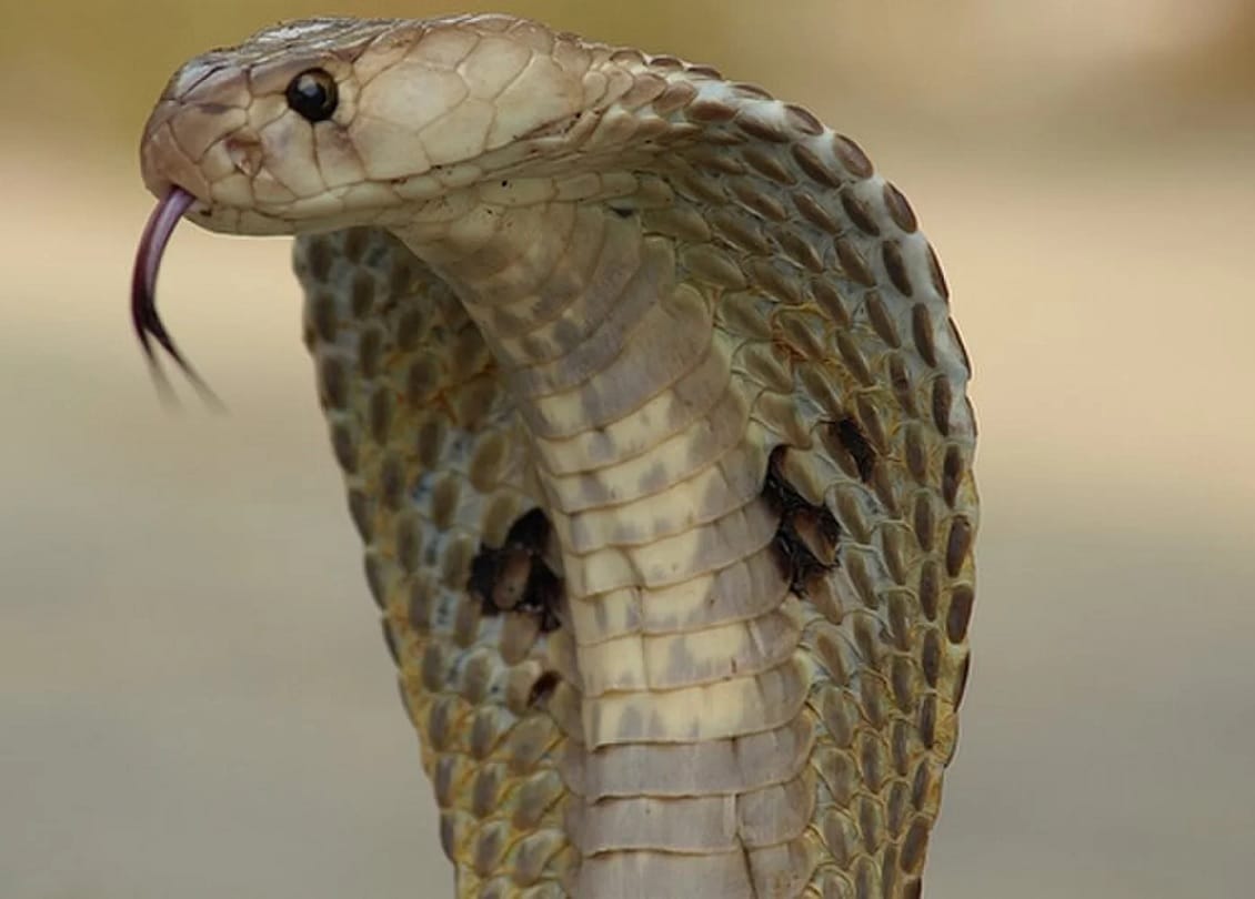 do you know ten thing about naagmani
