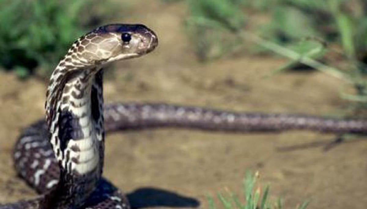 do you know ten thing about naagmani