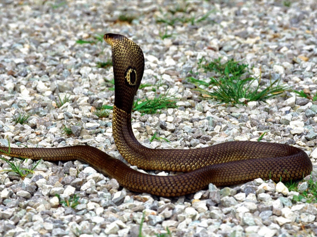 do you know ten thing about naagmani