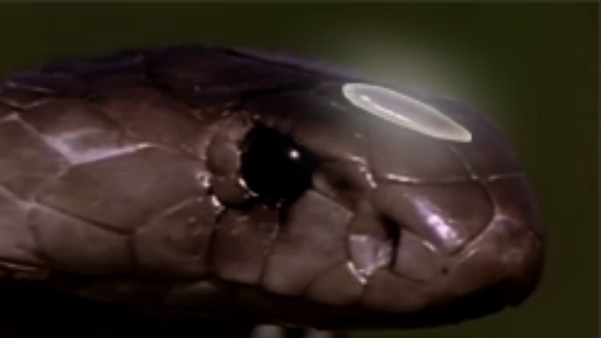 do you know ten thing about naagmani