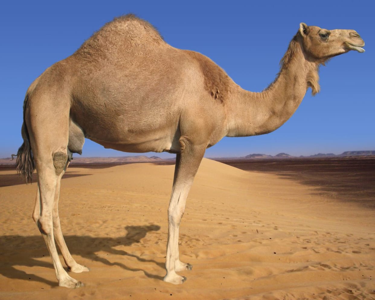 ASP denies permission for Qurbani of camel on Bakreed, Meerut, UP