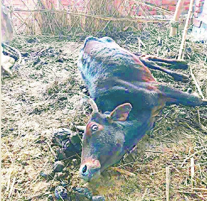 गो सेवा आश्रम ट्रस्ट में दो गायों की मौत, चार हुई मरणासन्न
