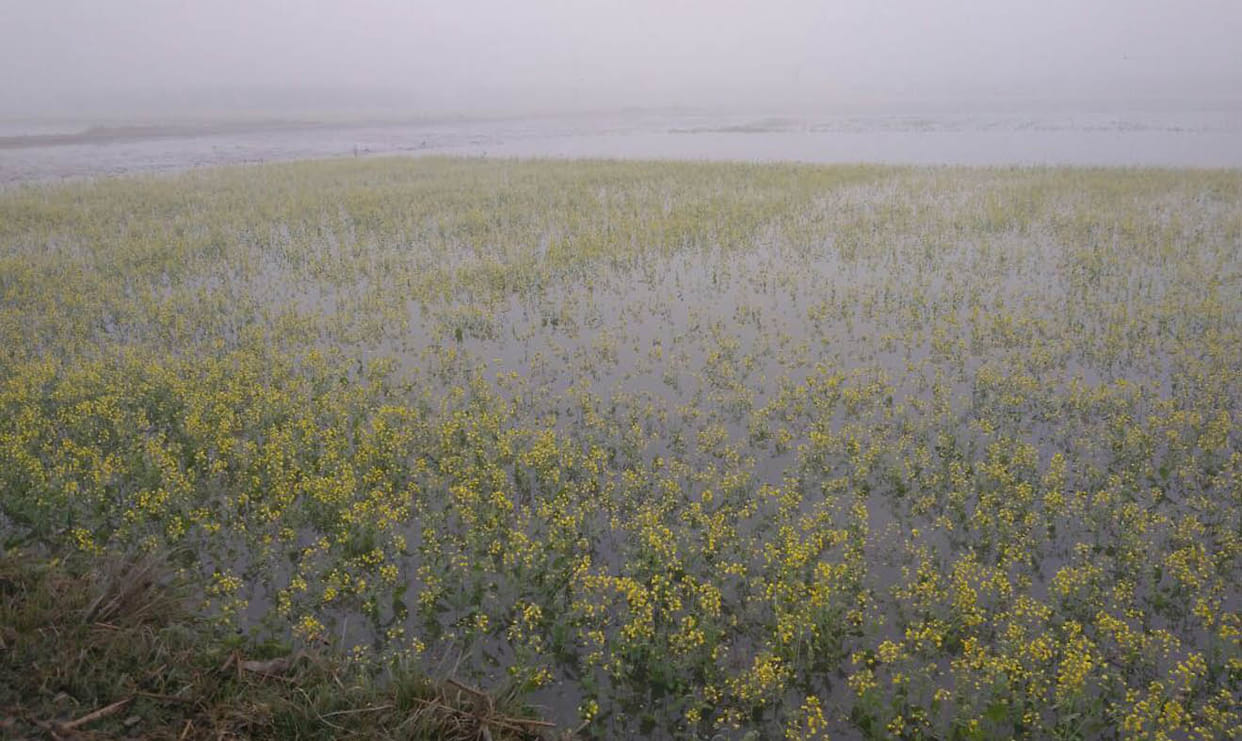 Ripples dissolve crops by submerging