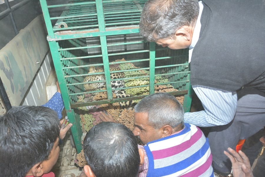 rajasthan- Panic due to Panther in jagatpura jaipur