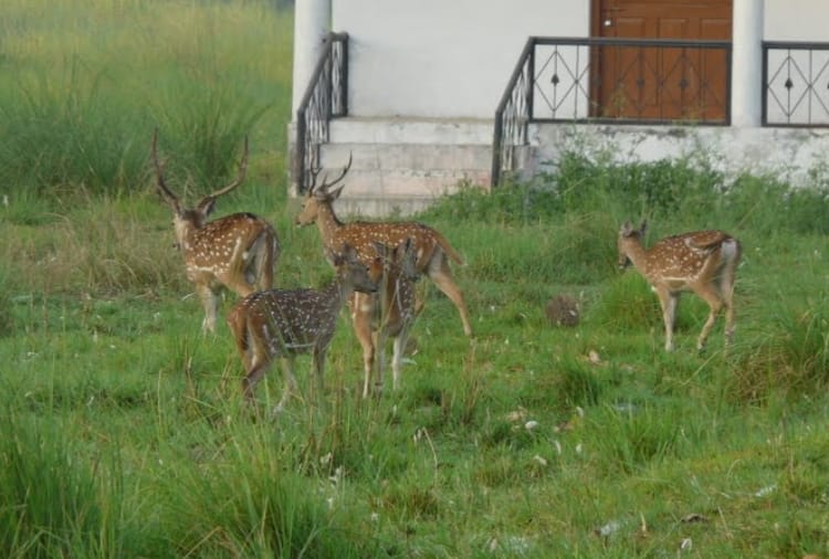 celebrate new year at katarniyaghat wildlife sanctuary