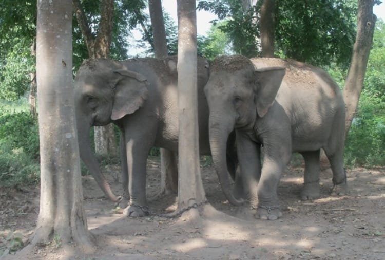 celebrate new year at katarniyaghat wildlife sanctuary
