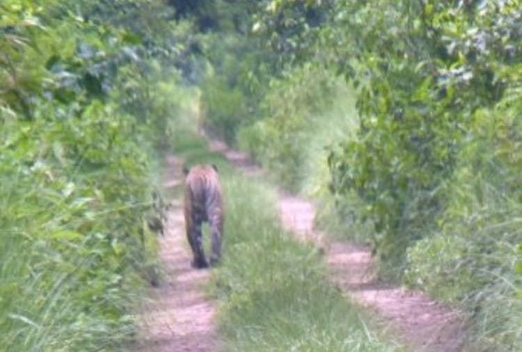 celebrate new year at katarniyaghat wildlife sanctuary