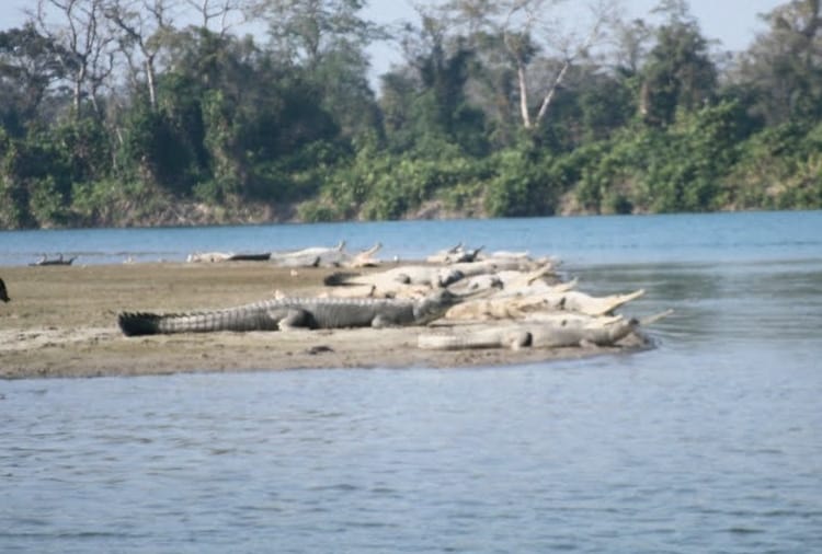 celebrate new year at katarniyaghat wildlife sanctuary