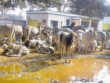 Do not care about education; Gaushala is making schools