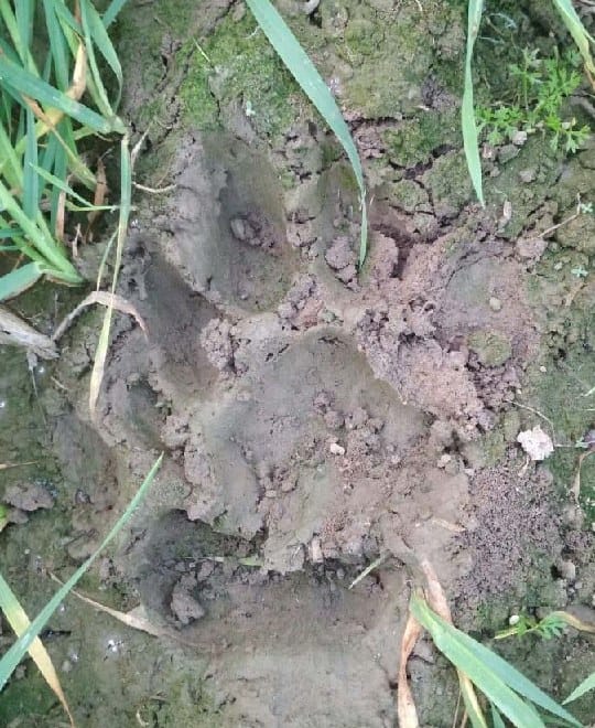 पैरीफार्म और गौनेरीवदी में मिले बाघ के पगचिह्न