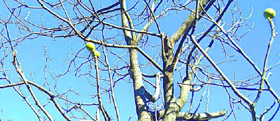 Fruit in the nut before the time came