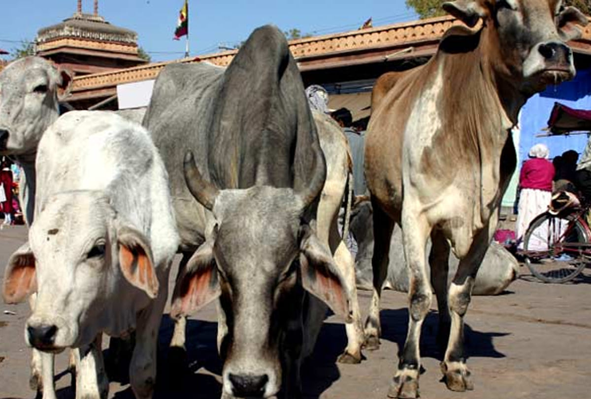 Conflict among farmers due to cows in bundelkhand