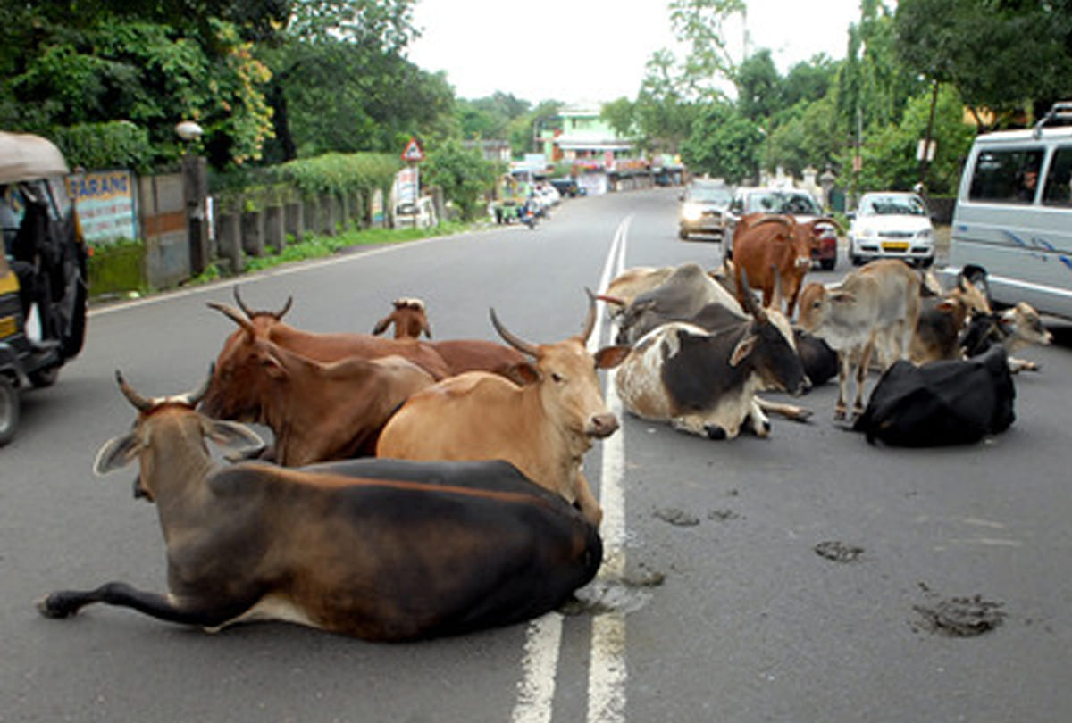 Conflict among farmers due to cows in bundelkhand