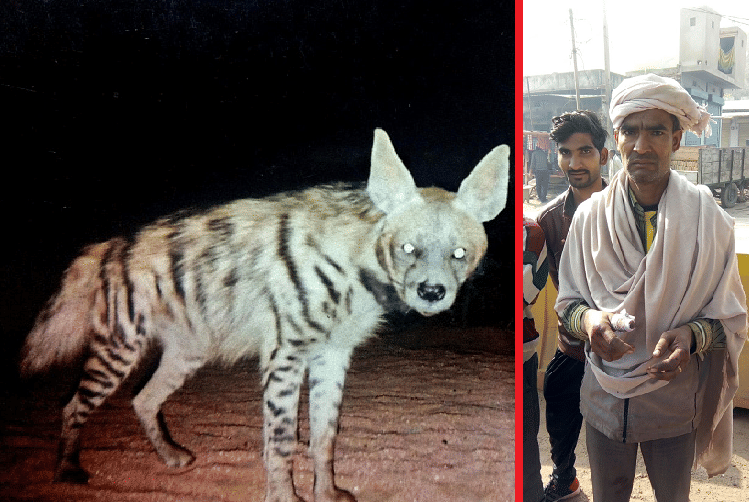 rajasthan news- a man fight with a wolf to save his wife