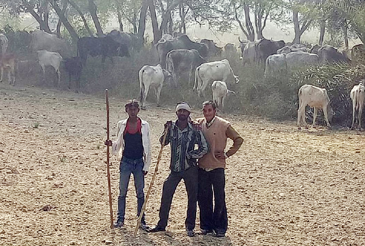Conflict among farmers due to cows in bundelkhand