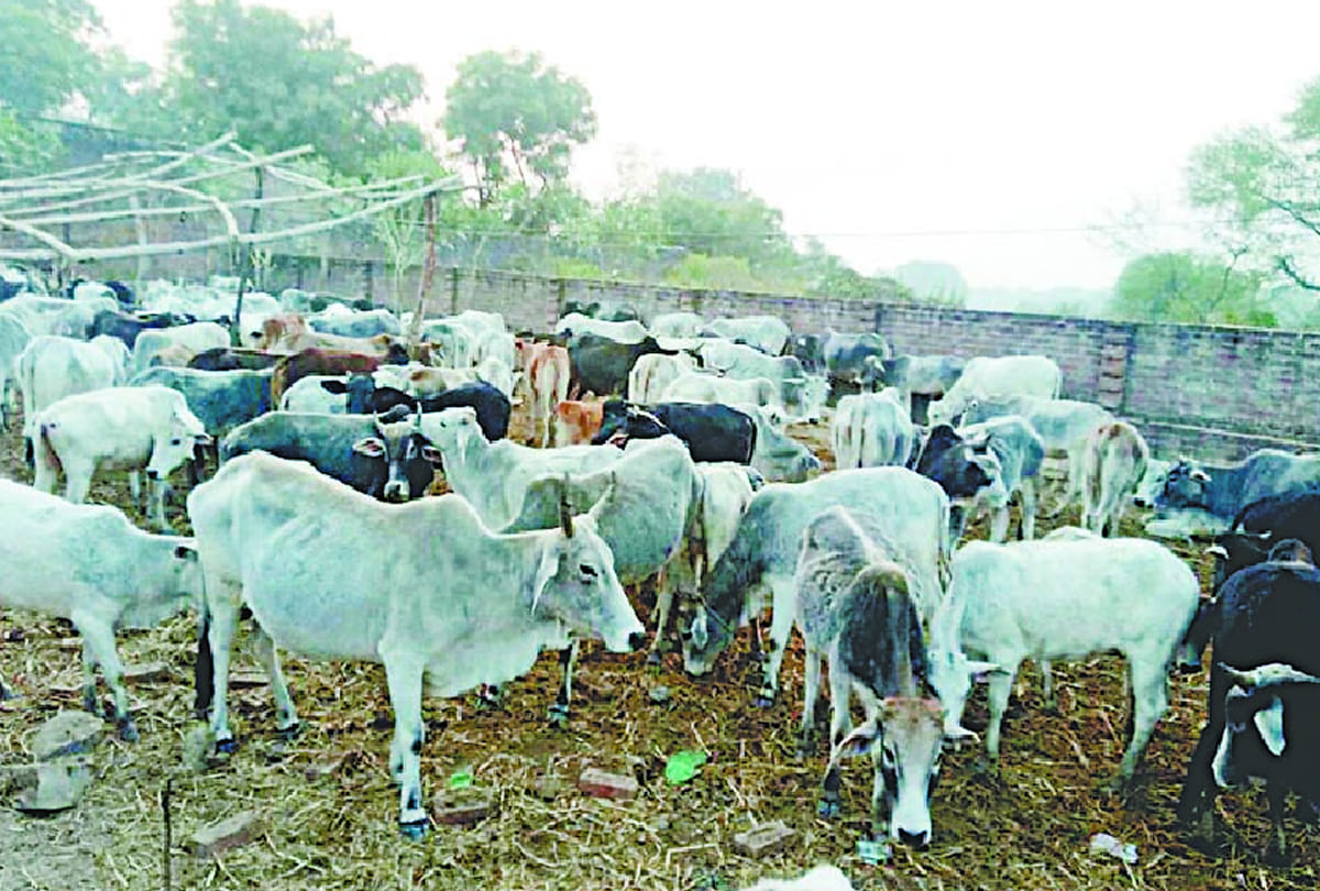 Conflict among farmers due to cows in bundelkhand