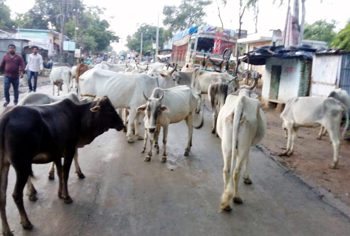Conflict among farmers due to cows in bundelkhand