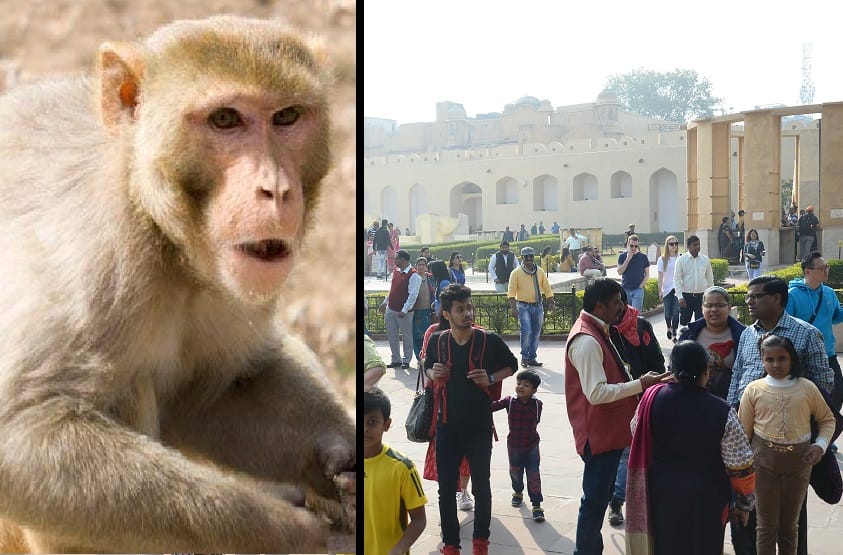 rajasthan news- a tourist injured in a monkey attack in jaipur