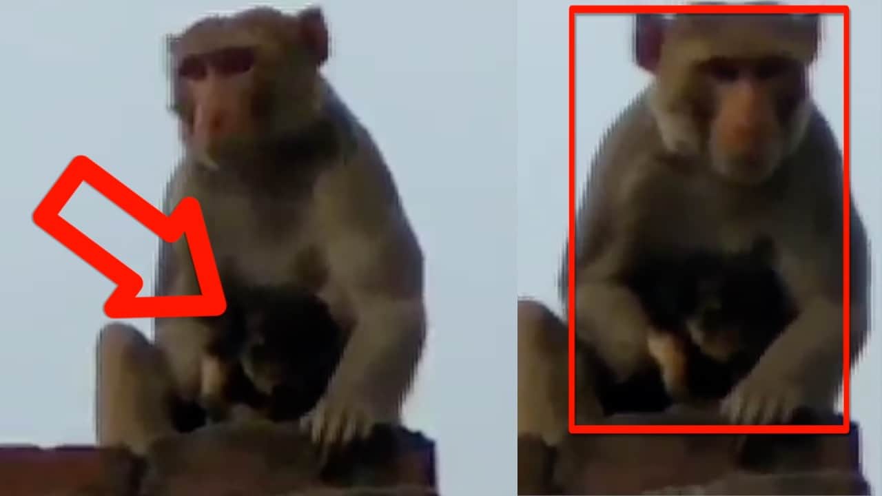 बंदर और कुत्ते का प्यार