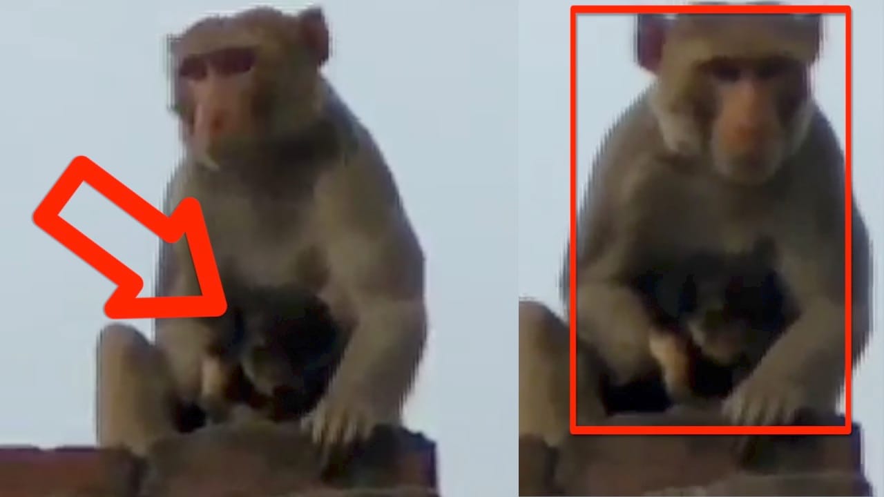 बंदर और कुत्ते का प्यार